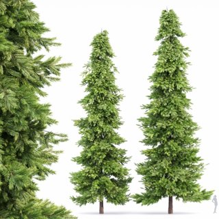 3D модель Spruce Tree для категории Растения / Деревья - превью