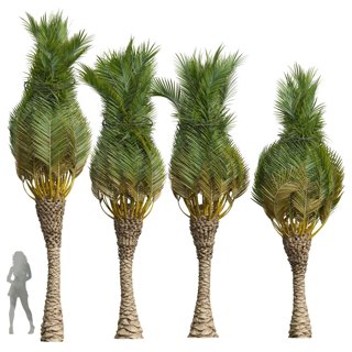 3D модель Phoenix Canariensis Washingtonia Robusta Tree для категории Растения / Деревья - превью