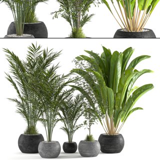 3D модель Collaction Indoor plant vol 53 для категории Растения / Комнатные растения - превью
