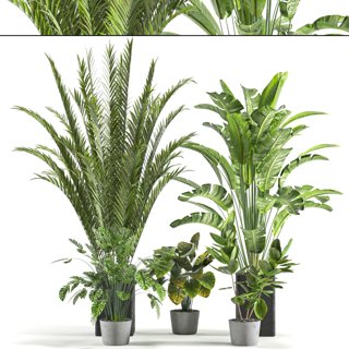 3D модель Collaction Indoor plant vol 45-02 для категории Растения / Комнатные растения - превью