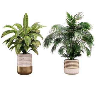 3D модель Indoor plant04 для категории Растения / Комнатные растения - превью