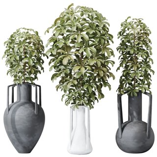3D модель Next Color palette Houseplants Schefflera Arboricola Umbrella Set04 для категории Растения / Уличные растения.