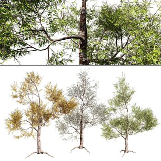 3D модель Realistic Gum Tree 3d Models для категории Растения / Деревья - превью