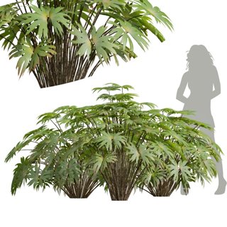 3D модель Dipteris Conjugata для категории Растения / Уличные растения - превью