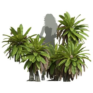 3D модель Neottopteris Nidus Small Bush для категории Растения / Уличные растения - превью