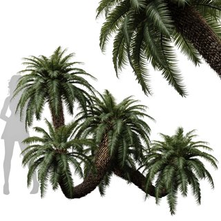 3D модель Cycas Revoluta Palm Farn для категории Растения / Уличные растения - превью