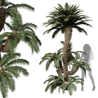 3D модель Cycas Revoluta Palmfarn Tree Family для категории Растения / Уличные растения - превью