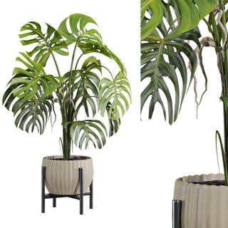 3D модель Monstera plant для категории Растения / Комнатные растения - превью