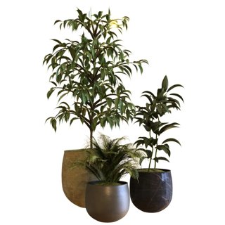 3D модель Plant In Box Set 040 для категории Растения / Комнатные растения - превью
