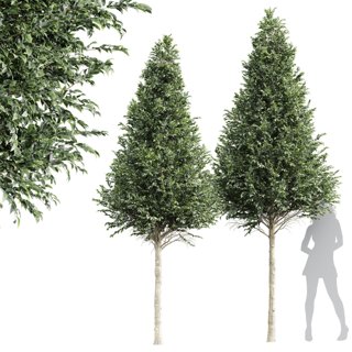 3D модель New Tree High detail Carpinus Betulus Cut top для категории Растения / Деревья - превью