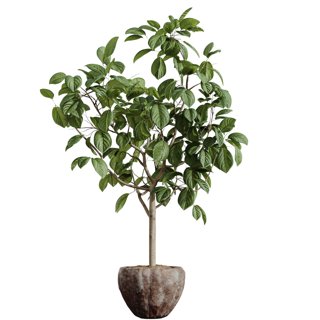 3D модель Av Houseplants Japandi Ficus Dracaena Marginata07 для категории Растения / Комнатные растения - превью
