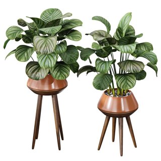 3D модель Calathea Orbifolia House Plant для категории Растения / Комнатные растения - превью
