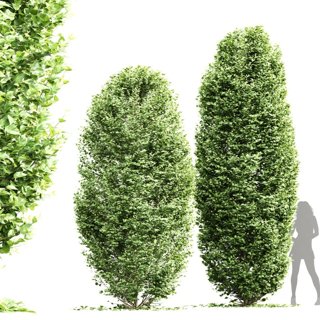 3D модель Carpinus Betulus Broadleaf Pellet для категории Растения / Уличные растения - превью