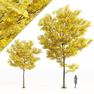 3D модель Yellow leaf autumn tree. для категории Растения / Уличные растения - превью
