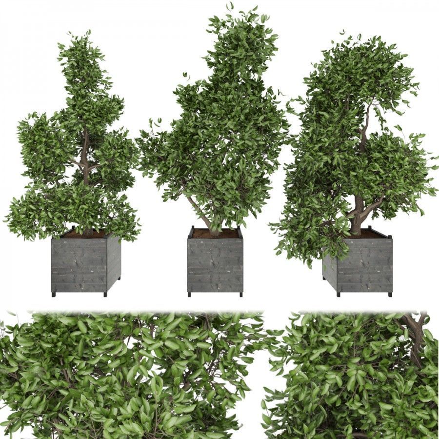 3D модель Collection plant vol 104 для категории Растения / Уличные растения - превью