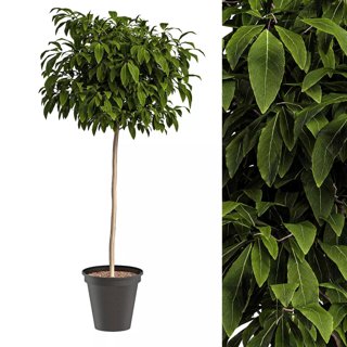 3D модель Bushes for interior для категории Растения / Комнатные растения - превью