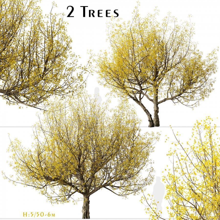 3D модель Set Of Cornus Mas Trees для категории Растения / Уличные растения - превью