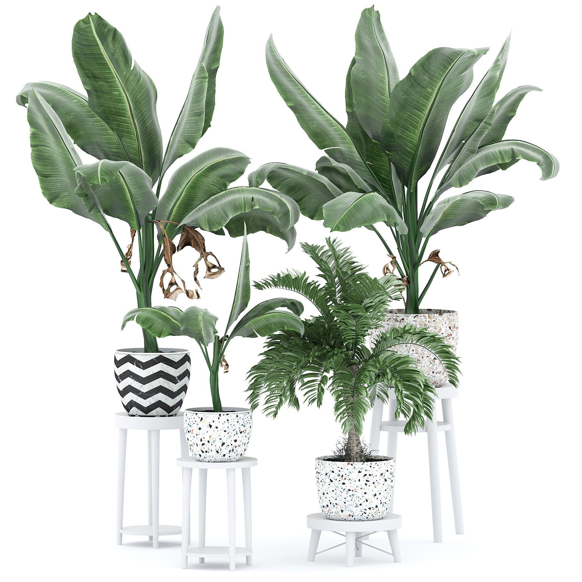 3D модель Palms-231S для категории Растения / Комнатные растения - превью