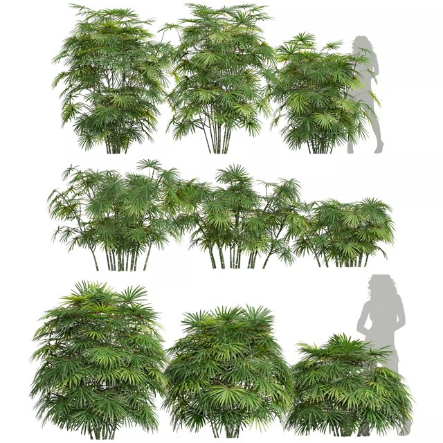 3D модель New Plant Rhapis Excelsa Bush Small001 для категории Растения / Кусты - превью