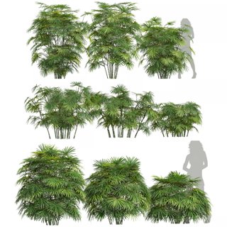 3D модель New Plant Rhapis Excelsa Bush Small001 для категории Растения / Кусты - превью