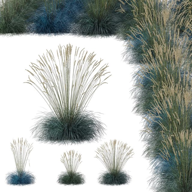 3D модель Plants Helictotrichon Sempervirens Pendula Avoine Blue Version05 для категории Растения / Кусты - превью