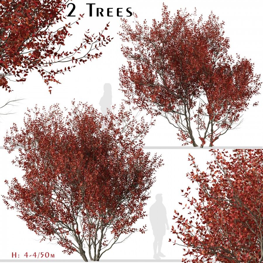 3D модель Set of Cotinus Grace or Smoke Tree - 2 для категории Растения / Уличные растения - превью