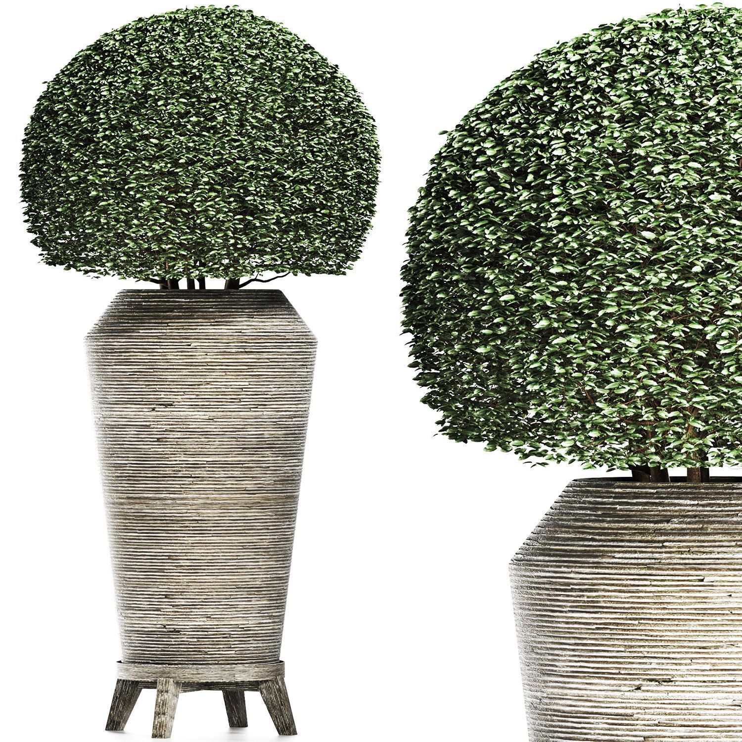 3D модель Plants Collection 175 Ligustrum Lucidum для категории Растения / Уличные растения - превью