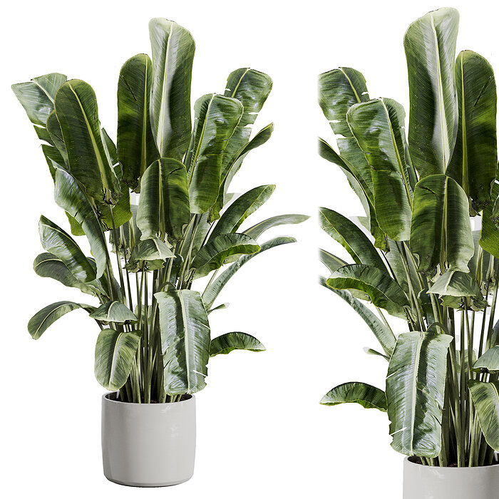 3D модель indoor plant 512 для категории Растения / Комнатные растения - превью
