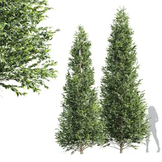 3D модель Carpinus Betulus Tall Tree для категории Растения / Деревья - превью