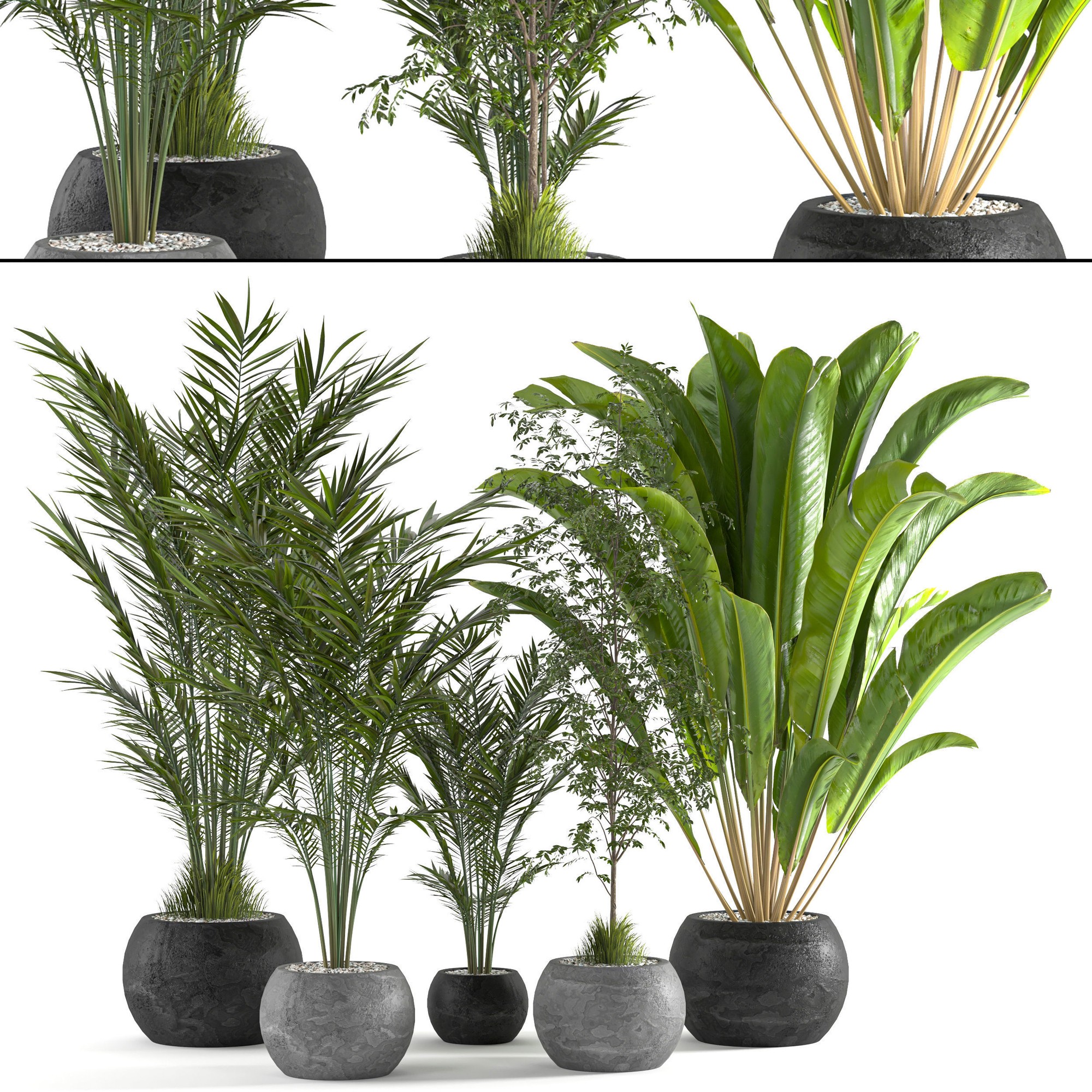 3D модель Collaction Indoor plant vol 53 для категории Растения / Комнатные растения - превью