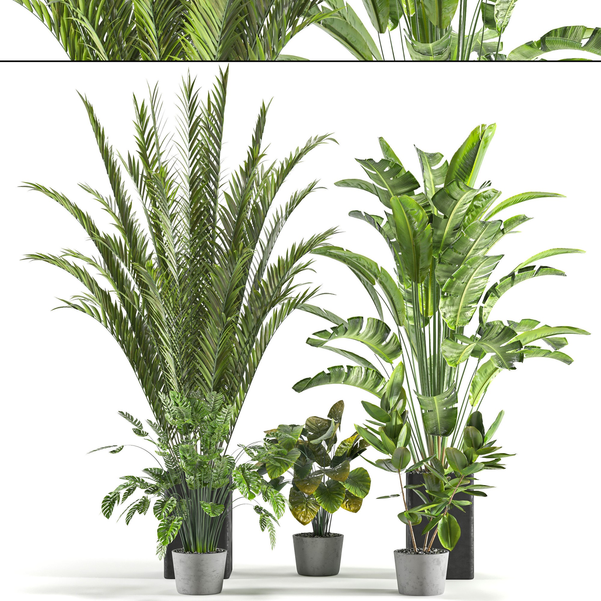 3D модель Collaction Indoor plant vol 45-02 для категории Растения / Комнатные растения - превью