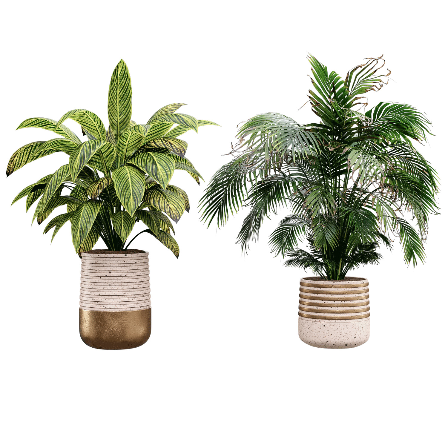 3D модель Indoor plant04 для категории Растения / Комнатные растения - превью