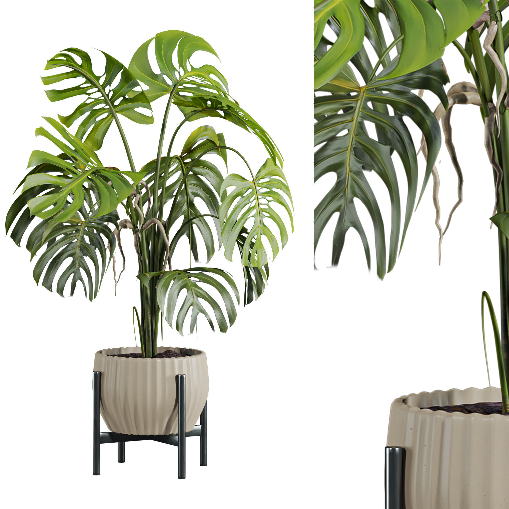 3D модель Monstera plant для категории Растения / Комнатные растения - превью