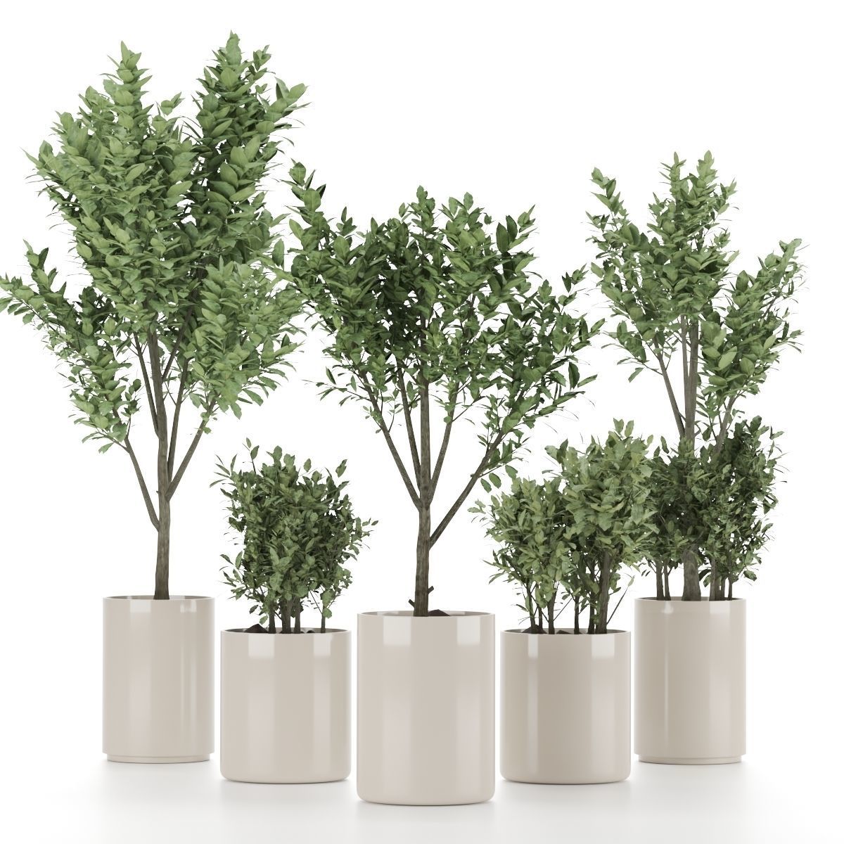 3D модель Plant-Set-003 olive tree in vase для категории Растения / Комнатные растения - превью