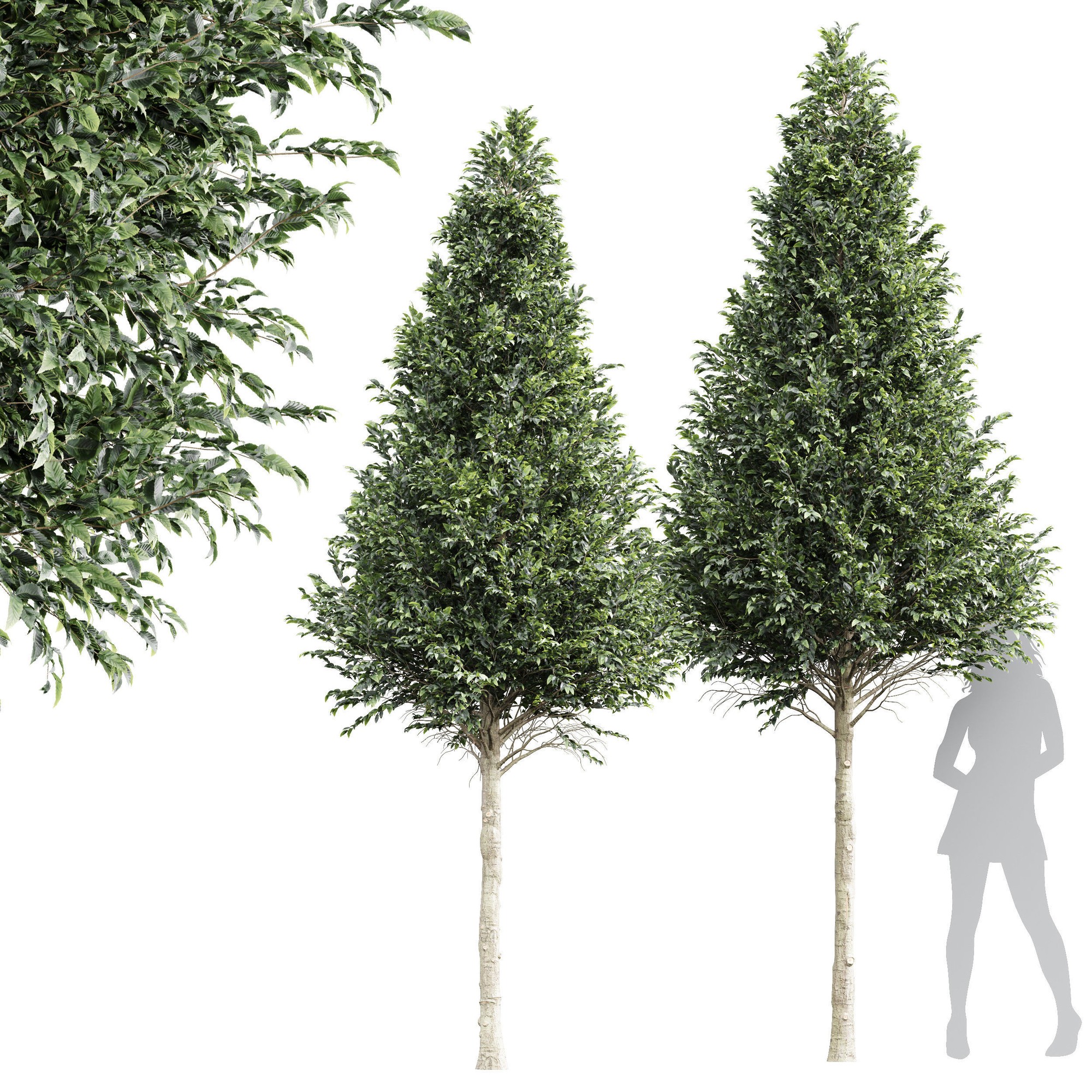 3D модель New Tree High detail Carpinus Betulus Cut top для категории Растения / Деревья - превью