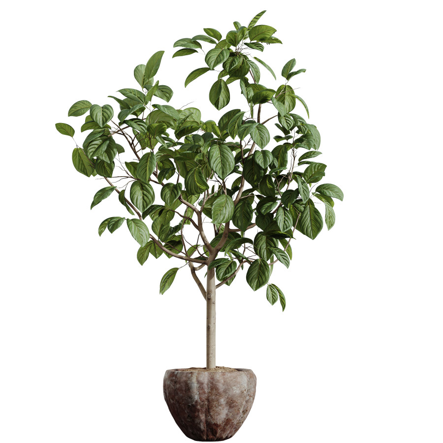 3D модель Av Houseplants Japandi Ficus Dracaena Marginata07 для категории Растения / Комнатные растения - превью